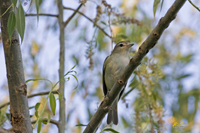 Warbling Vireo